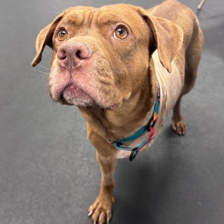 Hiccup, a Adoptable Mixed Breed in Manchester, CT image 3/6