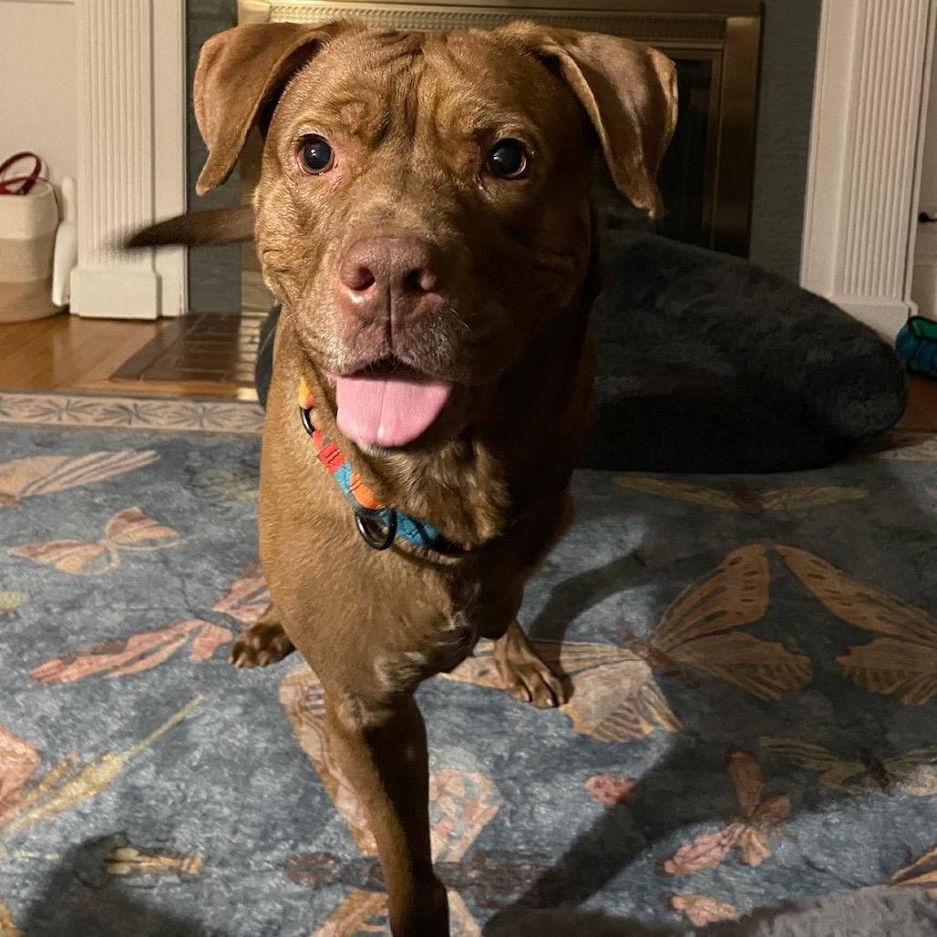 Hiccup, a Adoptable Mixed Breed in Manchester, CT image 4/6