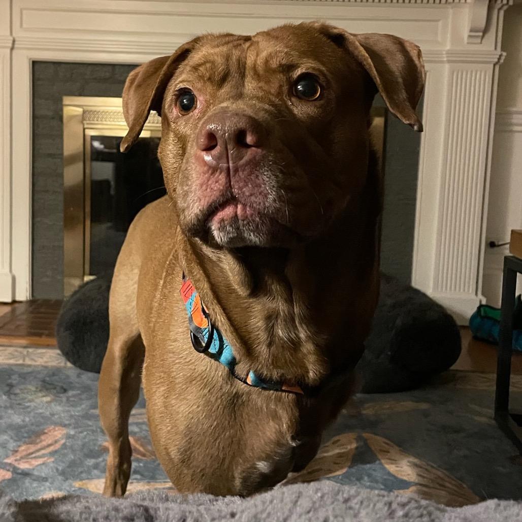 Hiccup, a Adoptable Mixed Breed in Manchester, CT image 5/6