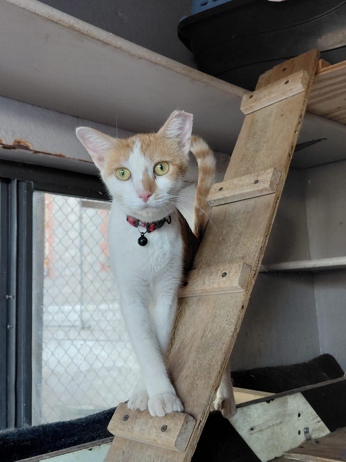 Chai, ADOPTABLE, Adult Female Domestic Short Hair.
