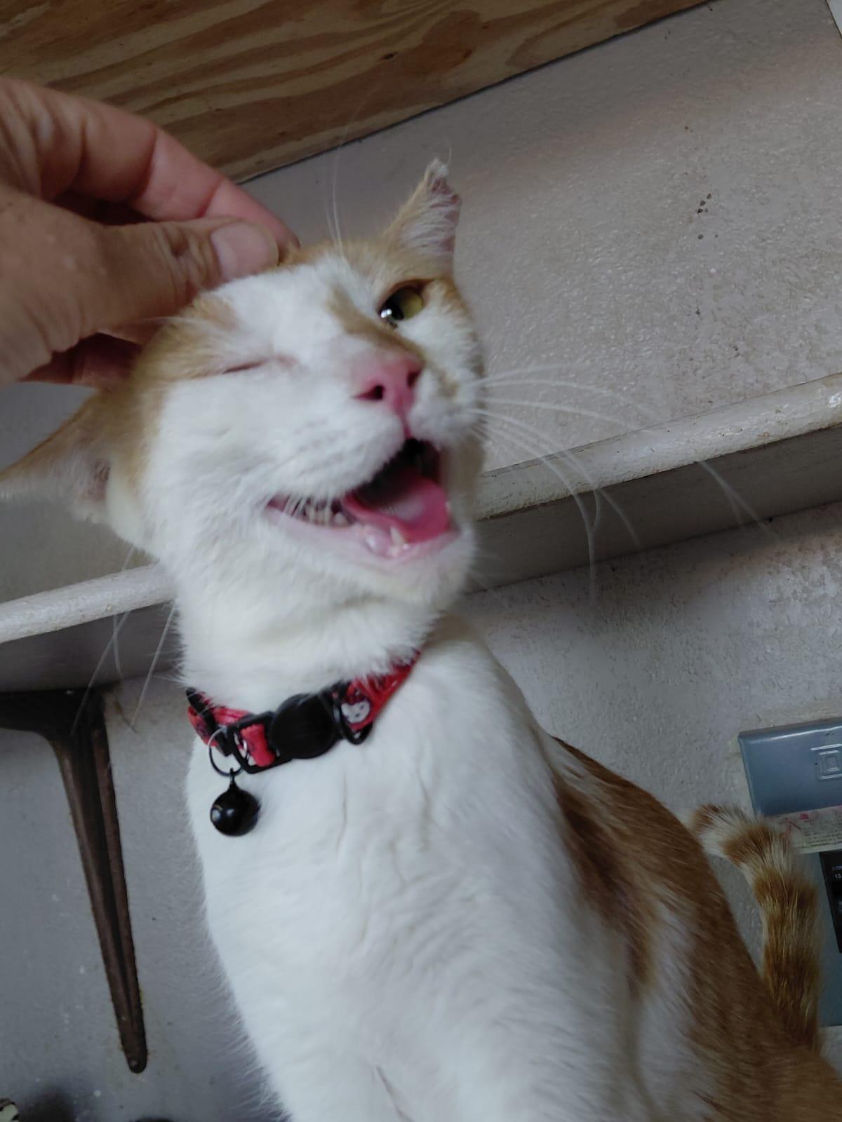 Chai, a ADOPTABLE Domestic Short Hair in Roswell, NM image 2/3