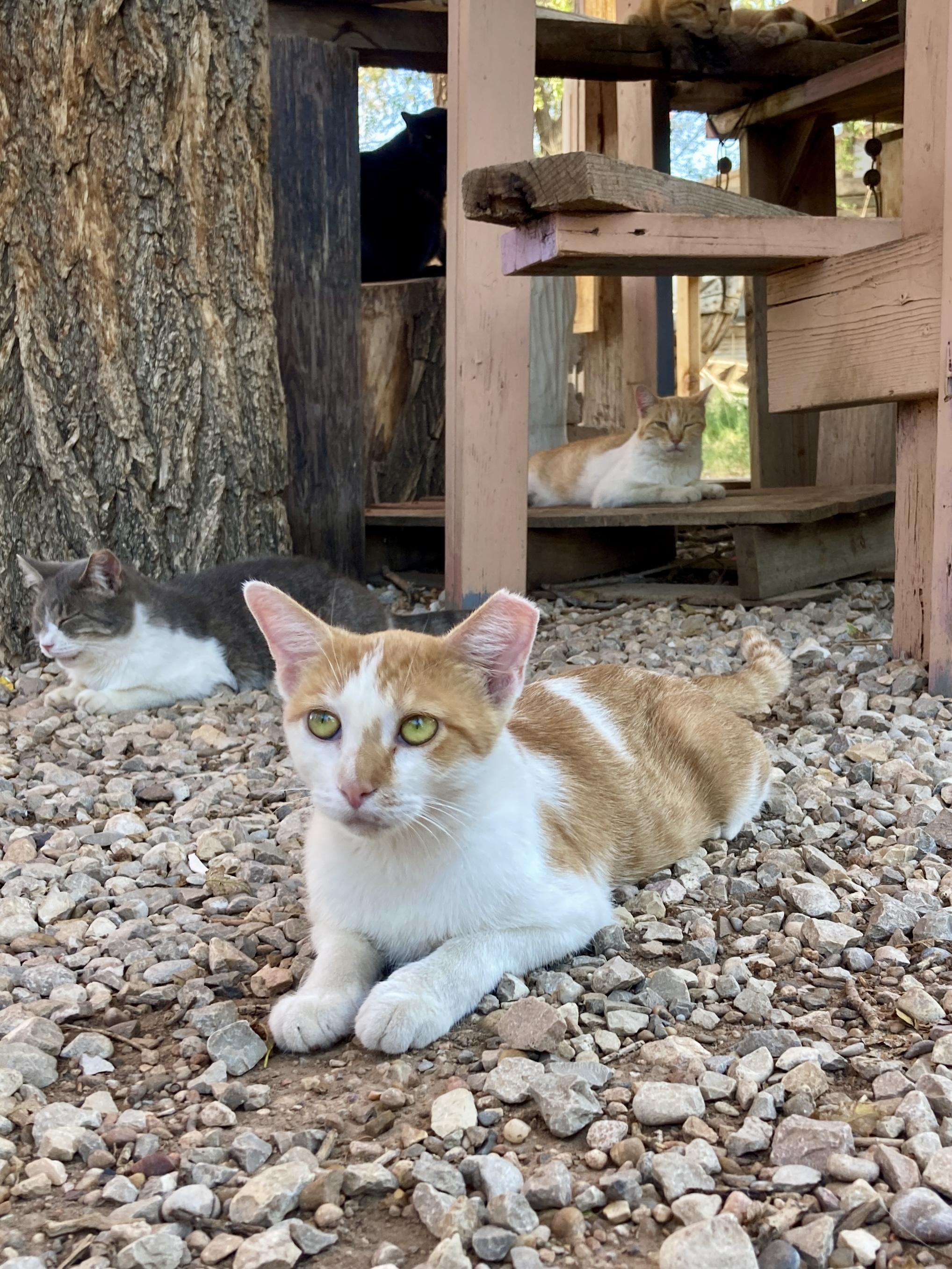 Chai, Adoptable, Adult Female Domestic Short Hair.