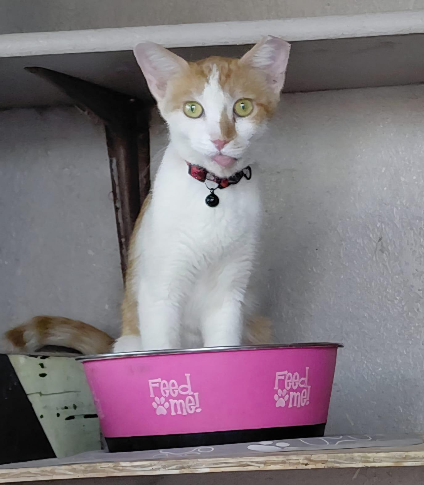 Chai, a ADOPTABLE Domestic Short Hair in Roswell, NM image 3/3