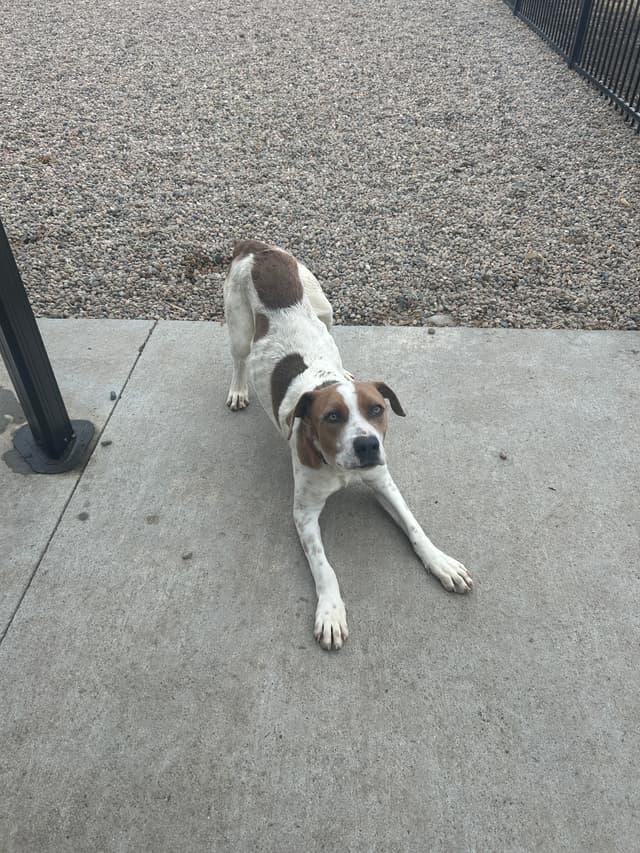 Harvey, a ADOPTABLE mixed breed in Seward, NE image 2/3