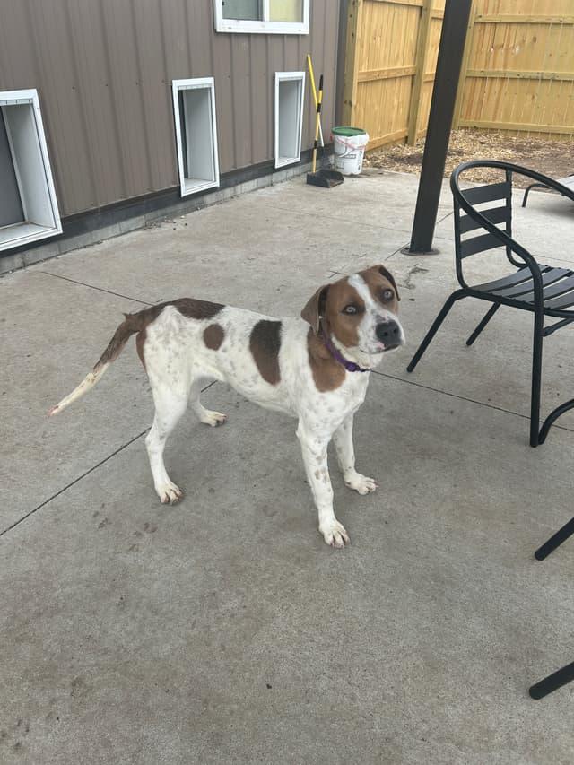 Harvey, a ADOPTABLE mixed breed in Seward, NE image 1/3