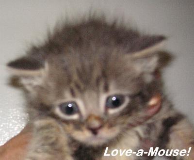 Love-A-Mouse! photo 2
