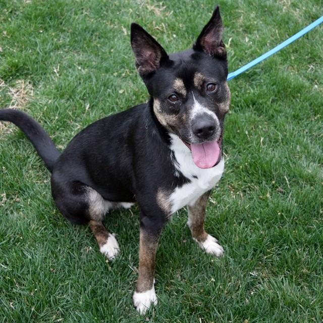 Enlarge MACINTOSH, a Adoptable mixed breed in Saint Louis, MO image 1/1