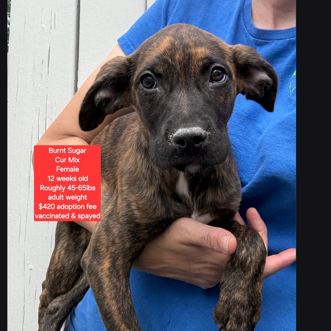 Enlarge Burnt Sugar, a ADOPTABLE mixed breed in Oviedo, FL image 1/1