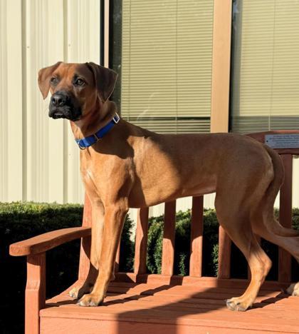 Piper, ADOPTABLE, Adult Female Boxer & Labrador Retriever.