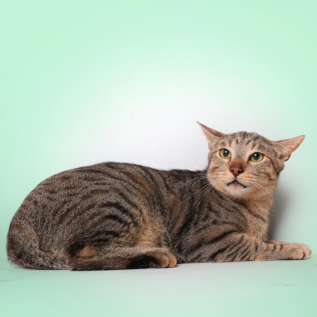 Enlarge Sario, a Adoptable Domestic Short Hair in Guaynabo, PR image 2/4