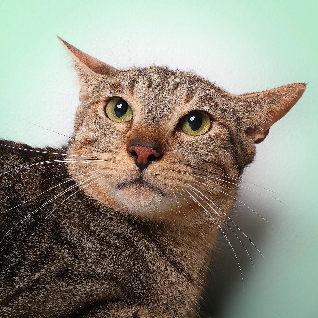 Enlarge Sario, a Adoptable Domestic Short Hair in Guaynabo, PR image 3/4
