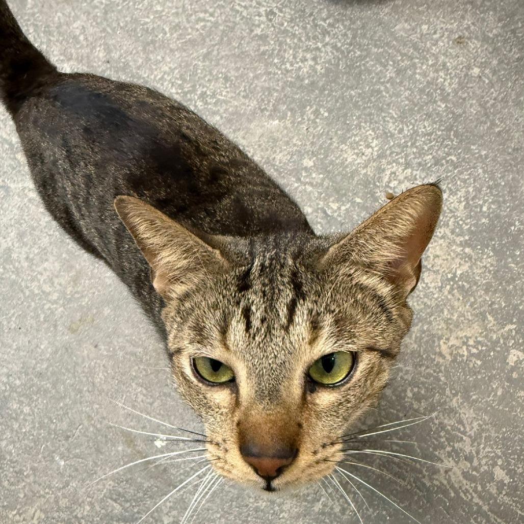 Enlarge Sario, a Adoptable Domestic Short Hair in Guaynabo, PR image 4/4