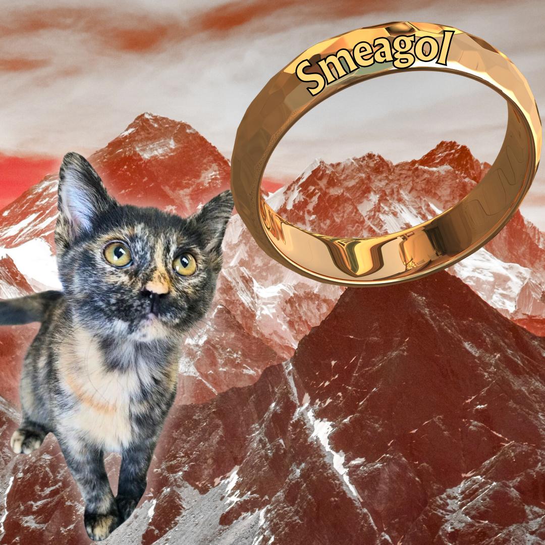 Smeagol, an adoptable Domestic Short Hair in Aransas Pass, TX, 78335 | Photo Image 2