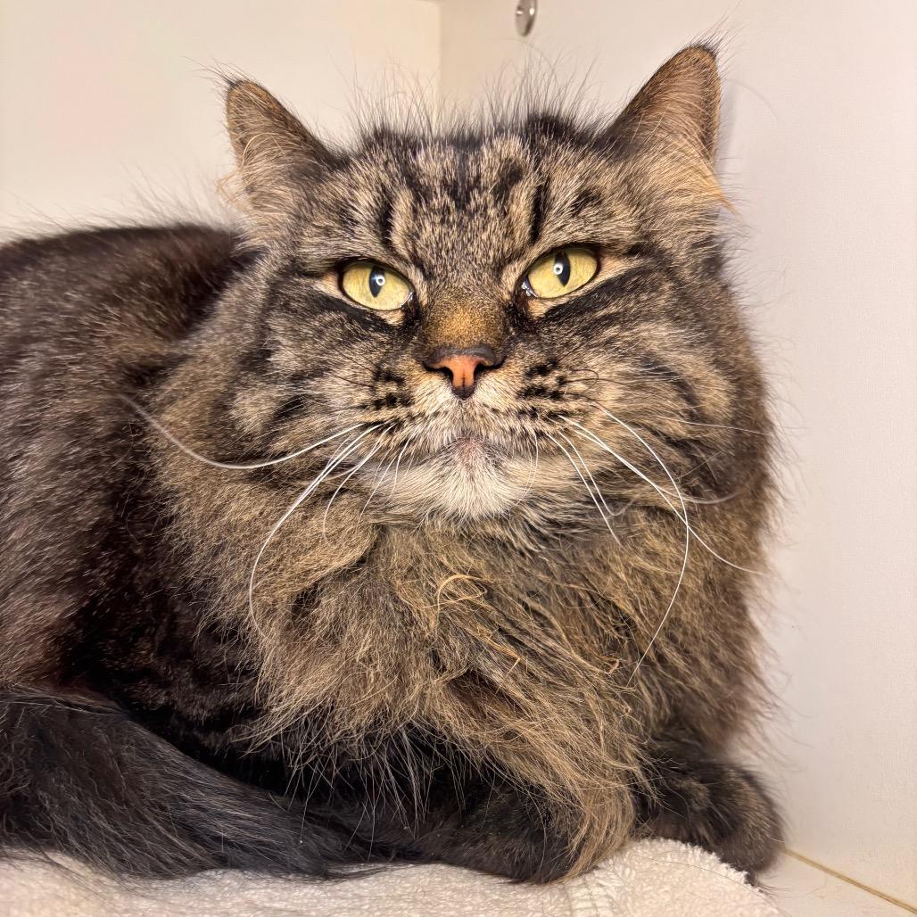 Mister — thumbnail 2