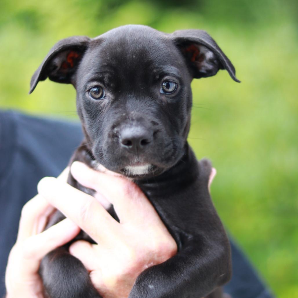 NY Pearl (Foster in Stormville), Adoptable, Puppy Female Boxer & Labrador Retriever.