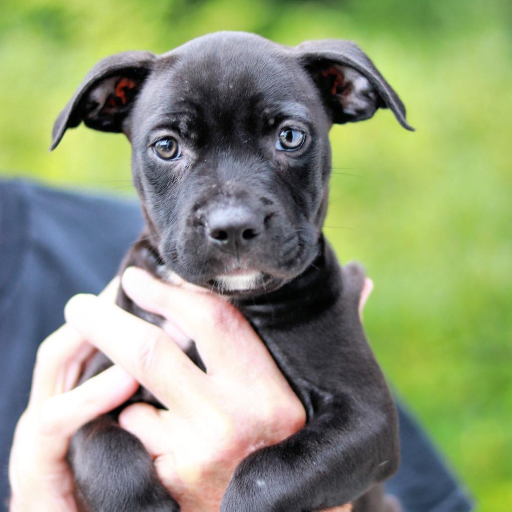 Enlarge NY Pearl (Foster in Stormville), a Adoptable mixed breed in Wingdale, NY image 2/5