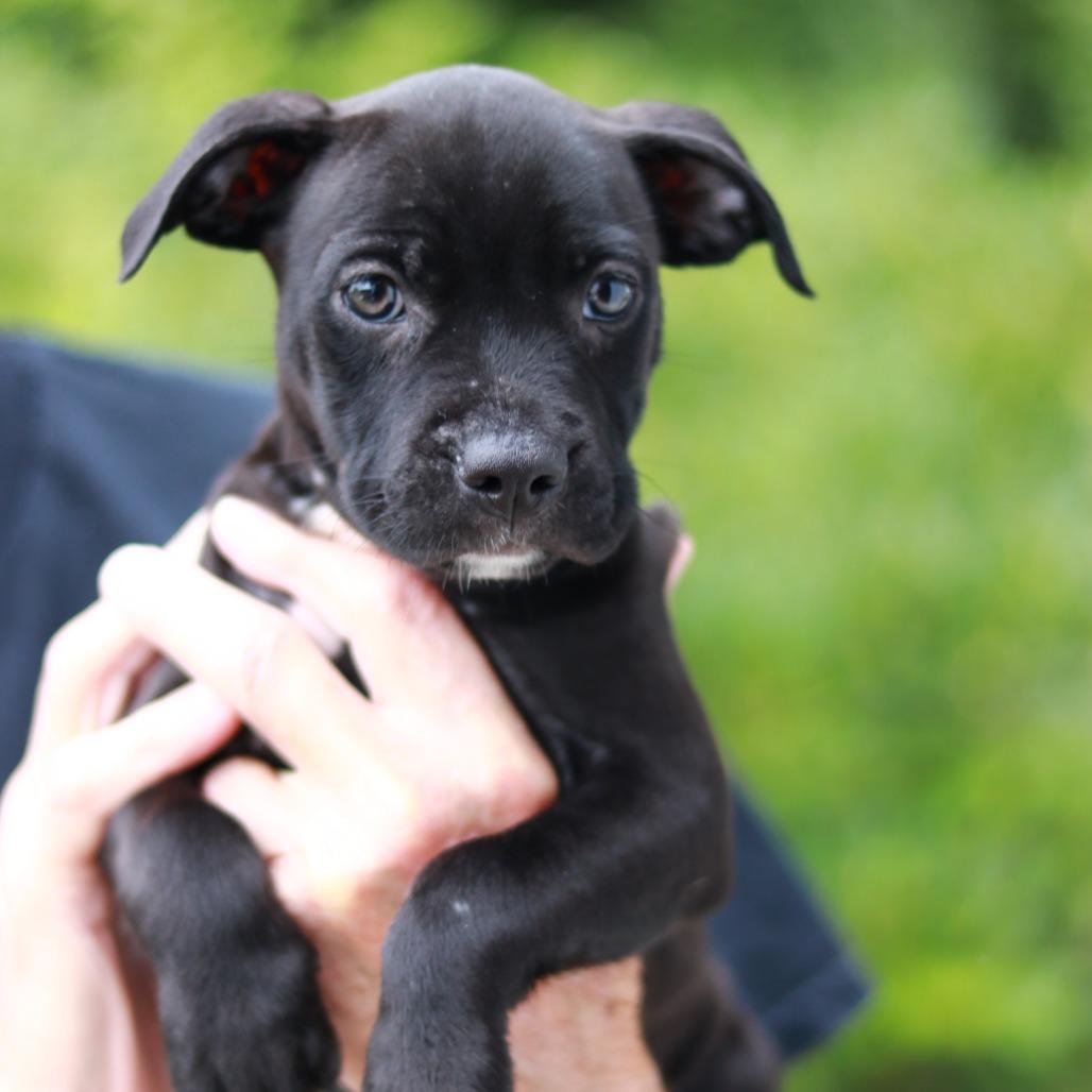 Enlarge NY Pearl (Foster in Stormville), a Adoptable mixed breed in Wingdale, NY image 3/5