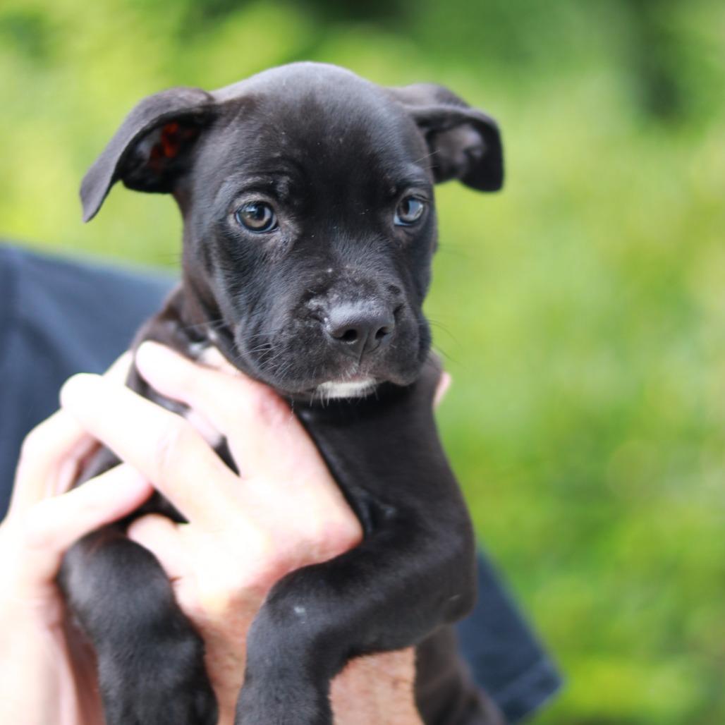 Enlarge NY Pearl (Foster in Stormville), a Adoptable mixed breed in Wingdale, NY image 4/5