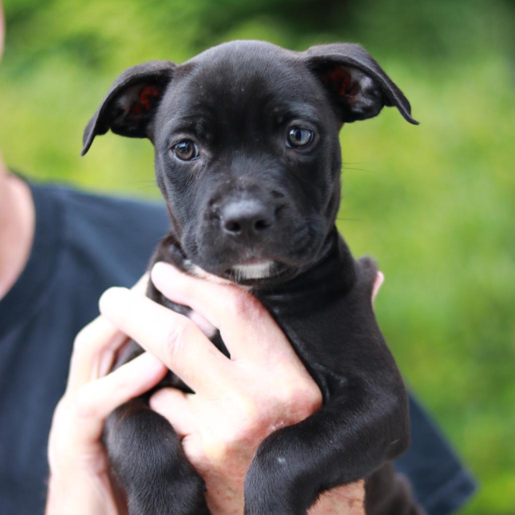Enlarge NY Pearl (Foster in Stormville), a Adoptable mixed breed in Wingdale, NY image 5/5
