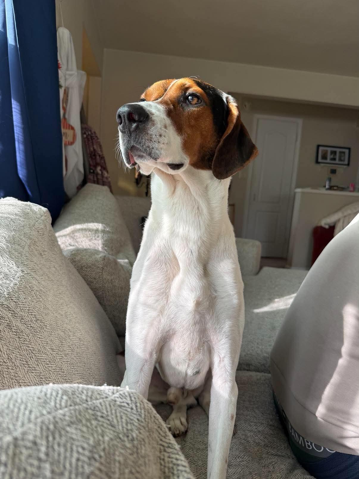 Enlarge Rocco, a Adoptable Mixed Breed in De Pere, WI image 3/3