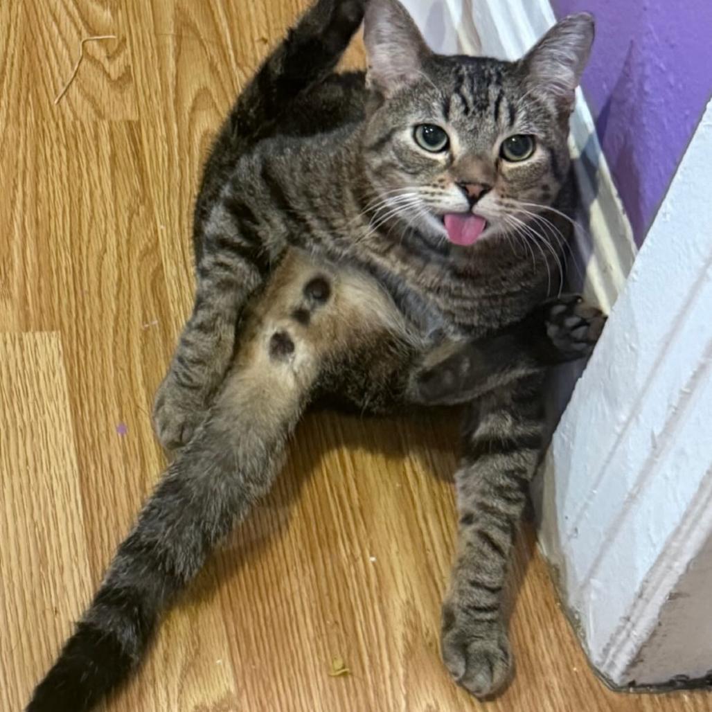 Swish, Adoptable, Adult Male Domestic Short Hair.