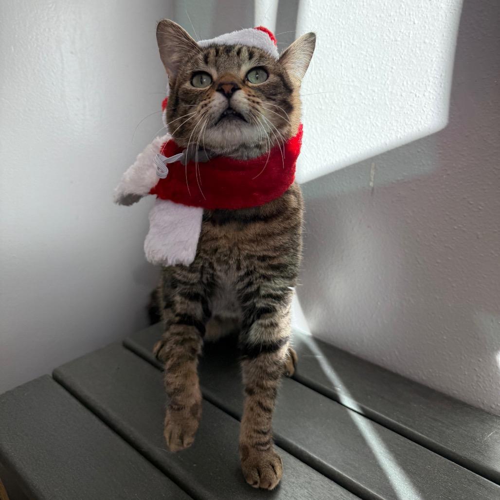 Enlarge Swish, a Adoptable Domestic Short Hair in Los Angeles, CA image 2/6