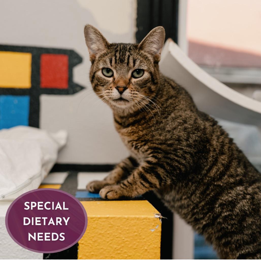 Enlarge Swish, a Adoptable Domestic Short Hair in Los Angeles, CA image 2/6