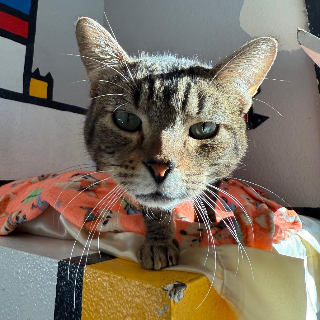 Enlarge Swish, a Adoptable Domestic Short Hair in Los Angeles, CA image 3/6