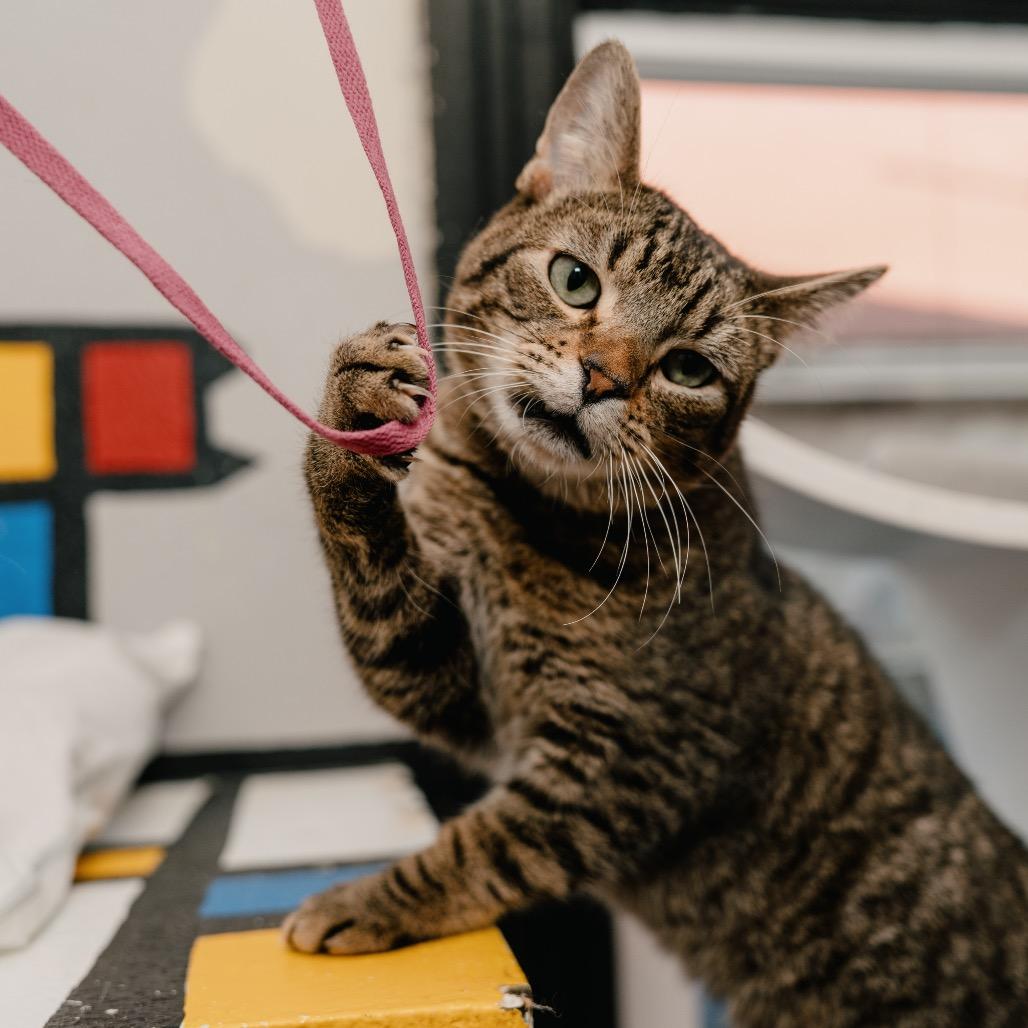 Enlarge Swish, a Adoptable Domestic Short Hair in Los Angeles, CA image 2/6