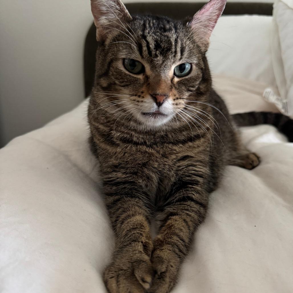 Enlarge Swish, a Adoptable Domestic Short Hair in Los Angeles, CA image 5/6