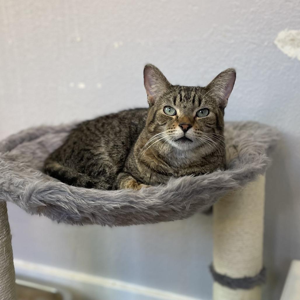 Enlarge Swish, a Adoptable Domestic Short Hair in Los Angeles, CA image 3/6