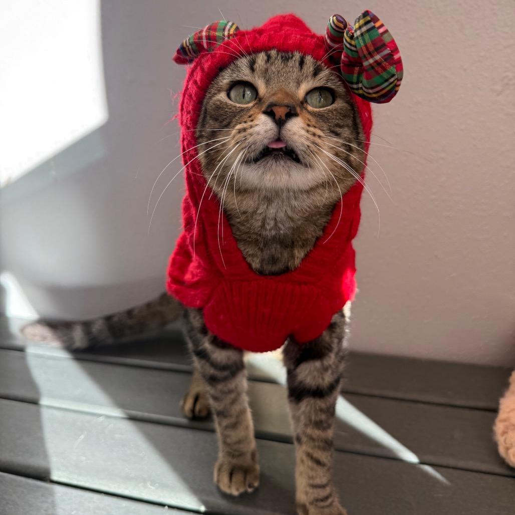 Enlarge Swish, a Adoptable Domestic Short Hair in Los Angeles, CA image 4/6