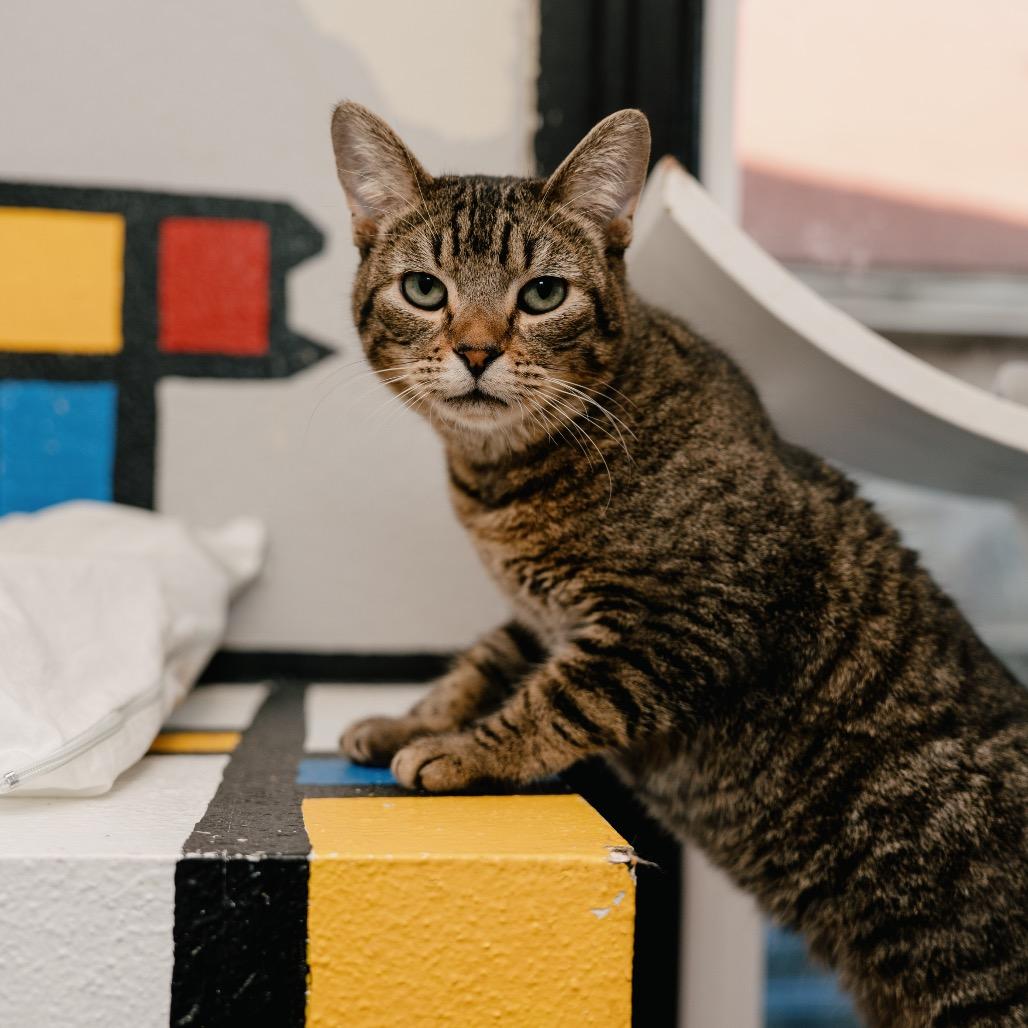 Enlarge Swish, a Adoptable Domestic Short Hair in Los Angeles, CA image 5/6