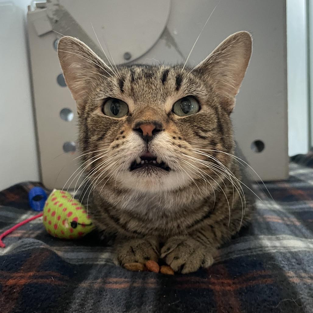 Enlarge Swish, a Adoptable Domestic Short Hair in Los Angeles, CA image 6/6