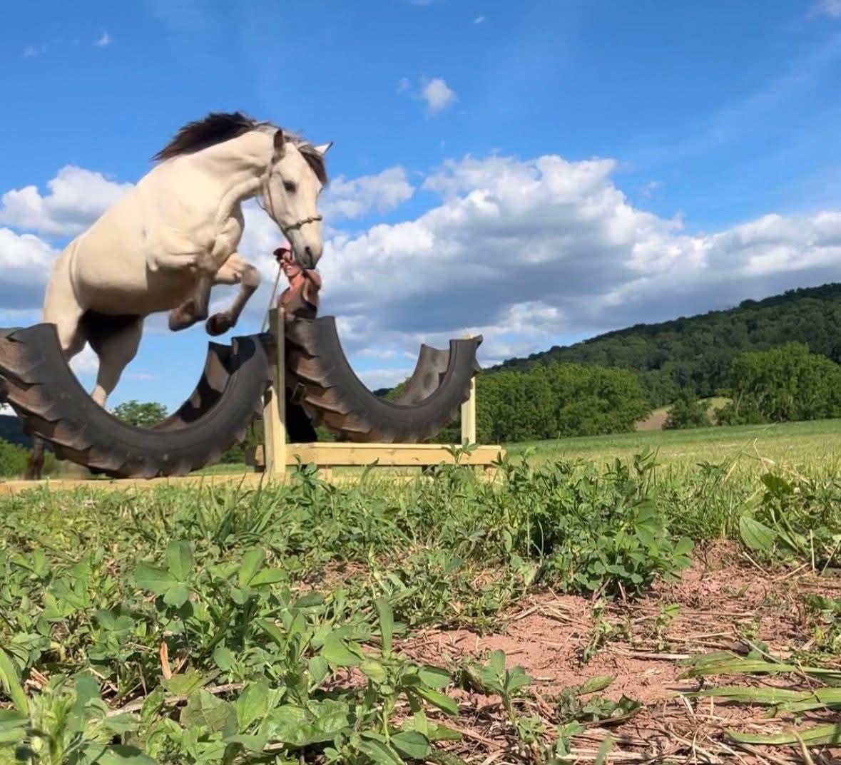 Enlarge Lacy -Liberty Partner or COMPANION ONLY, a Adoptable Quarterhorse in Huntington, WV image 3/6