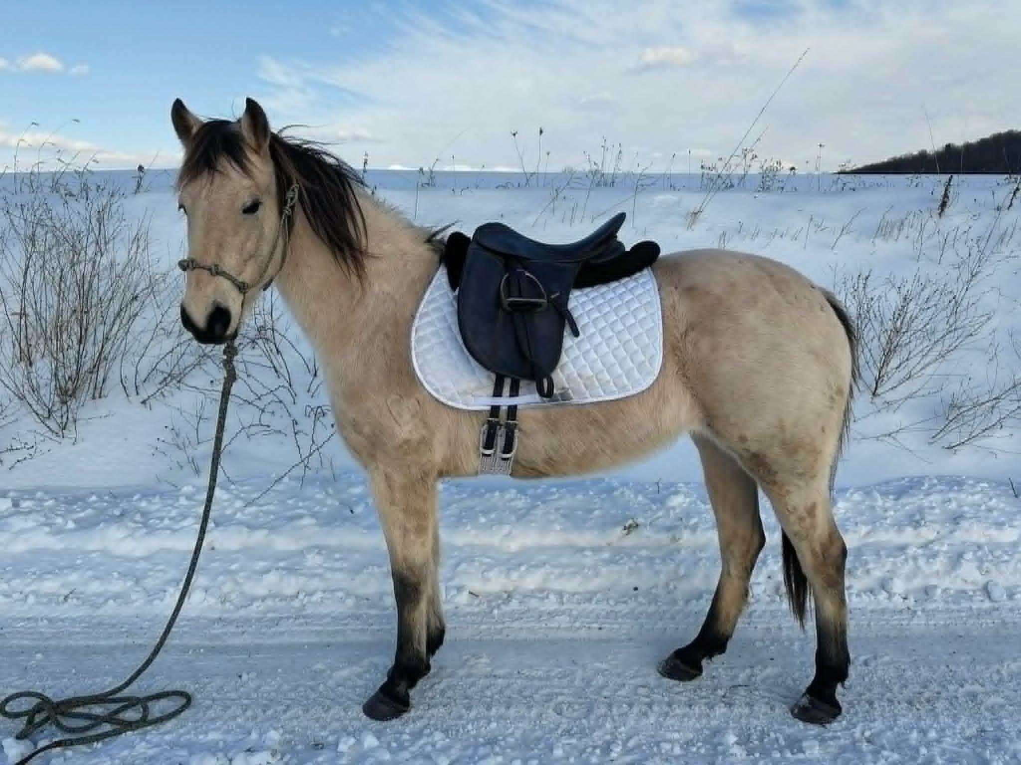Lacy -COMPANION ONLY, Adoptable, Young Female Quarterhorse.