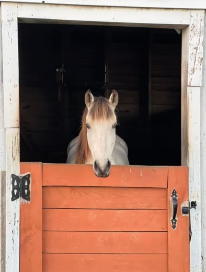 Enlarge Lacy -In training, a Adoptable Quarterhorse in Huntington, WV image 3/5