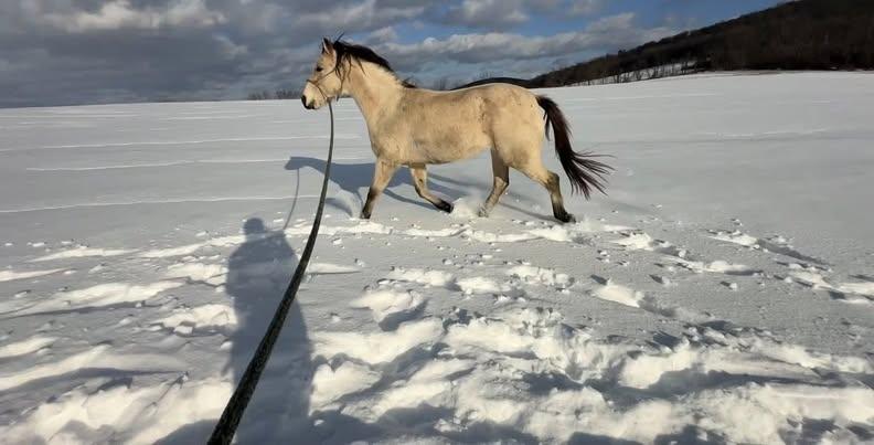Enlarge Lacy -COMPANION ONLY, a Adoptable Quarterhorse in Huntington, WV image 5/5