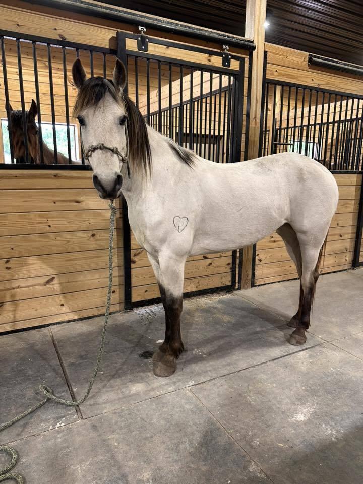 Enlarge Lacy -COMPANION ONLY, a Adoptable Quarterhorse in Huntington, WV image 1/5