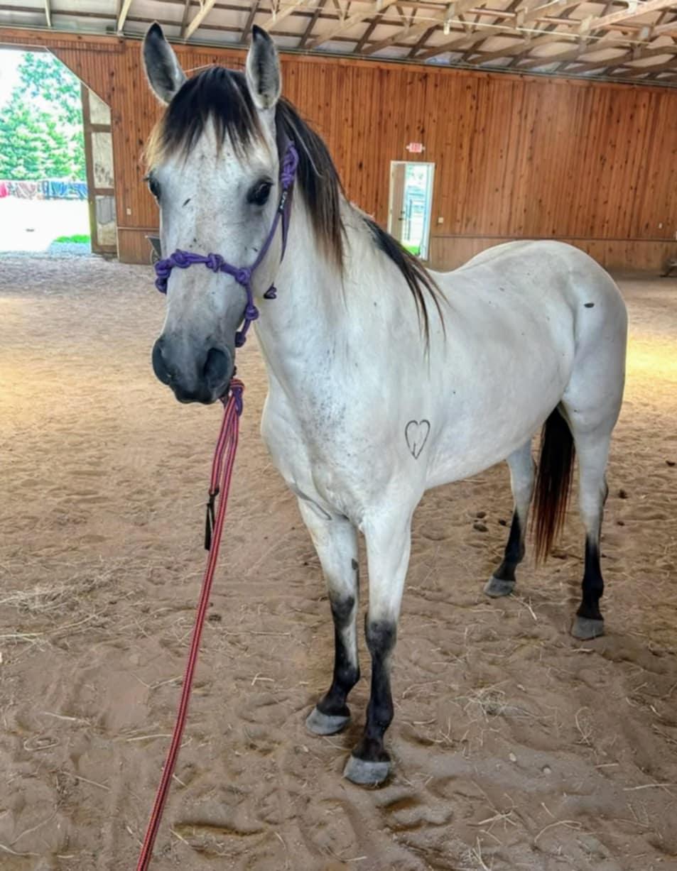 Enlarge Lacy -In training, a Adoptable Quarterhorse in Huntington, WV image 2/5
