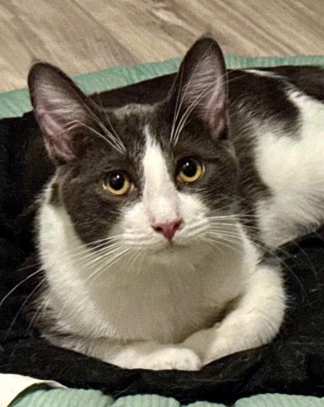 Sprig BONDED with Spud - S Litter, a Adoptable mixed breed in Anthem, AZ image 1/6