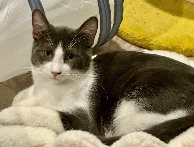 Sprig BONDED with Spud - S Litter, a Adoptable mixed breed in Anthem, AZ image 2/6