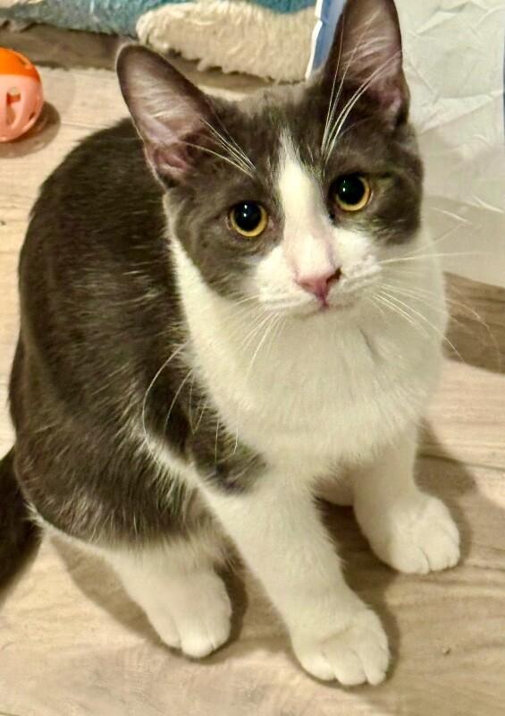 Sprig BONDED with Spud - S Litter, a Adoptable mixed breed in Anthem, AZ image 3/6