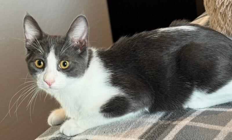 Sprig BONDED with Spud - S Litter, a Adoptable mixed breed in Anthem, AZ image 4/6