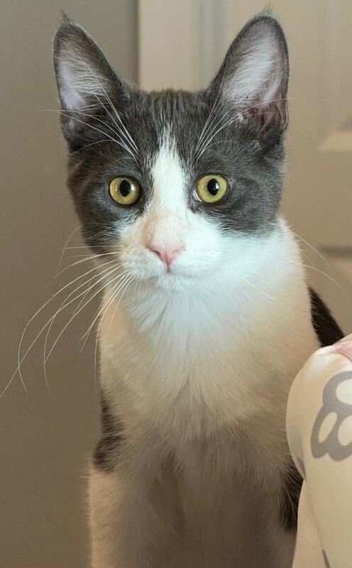 Sprig BONDED with Spud - S Litter, a Adoptable mixed breed in Anthem, AZ image 5/6