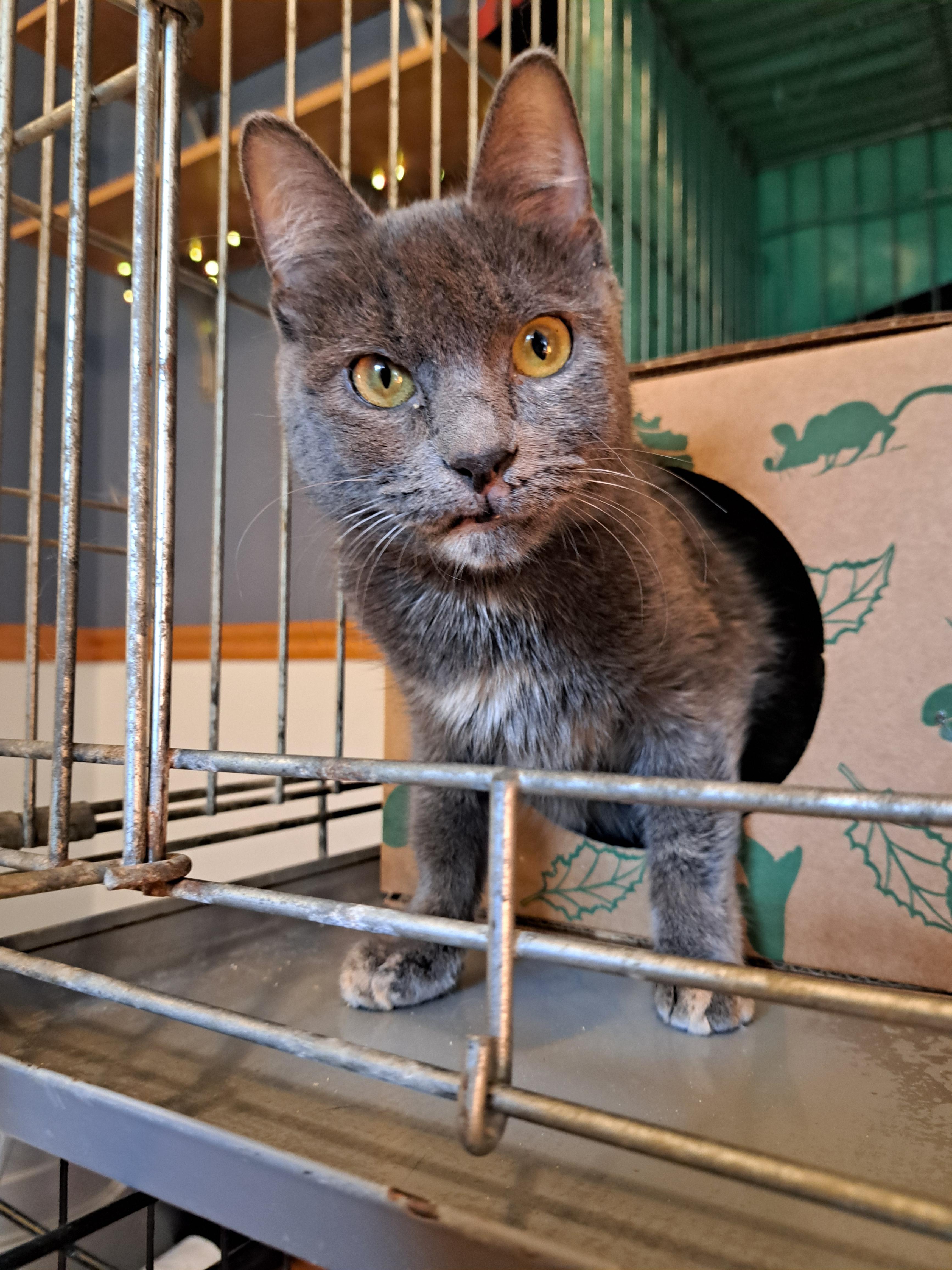 Ethel, Adoptable, Senior Female Domestic Short Hair.