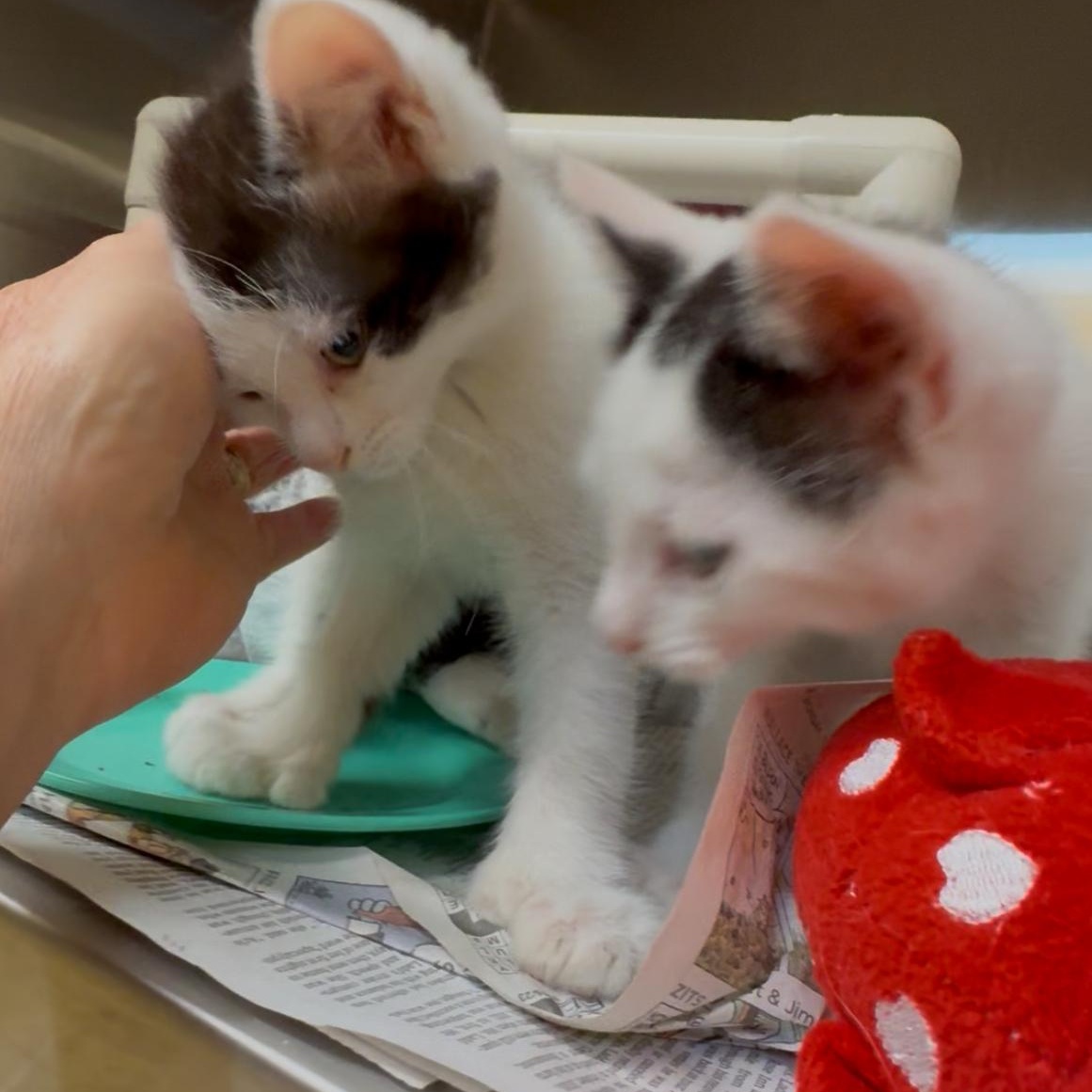 Sand and Surf bonded kitten brothers, Baby Male Domestic Short Hair