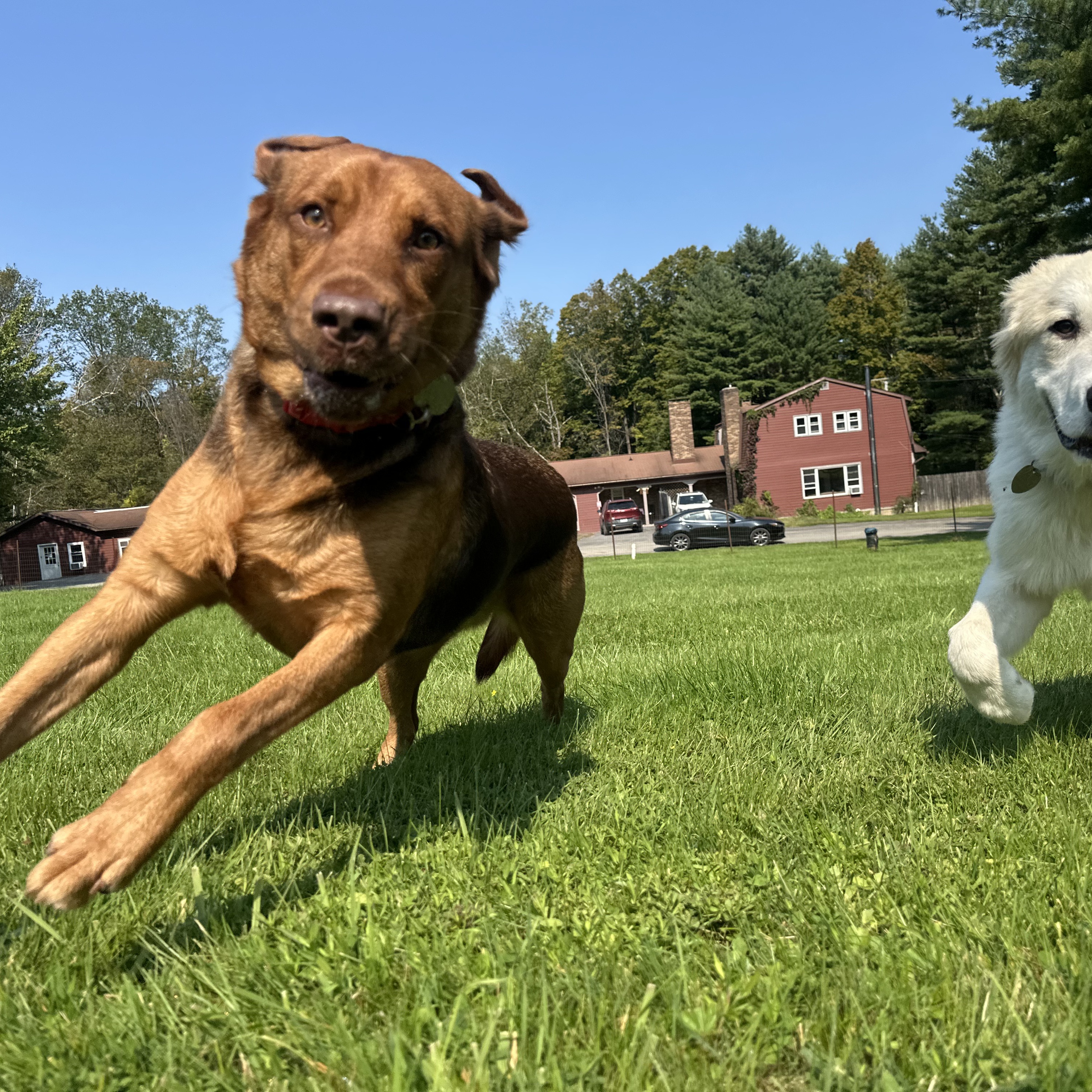 Enlarge Jasmine, a Adopted mixed breed in Accord, NY image 2/6