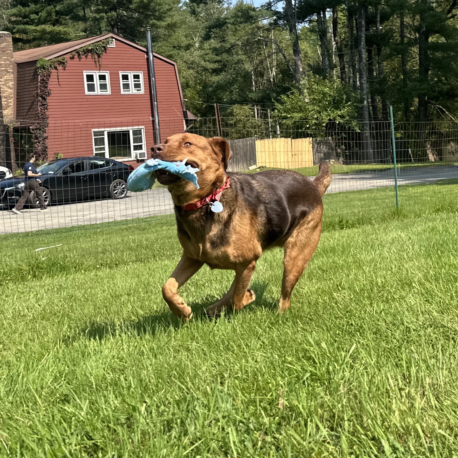 Enlarge Jasmine, a Adopted mixed breed in Accord, NY image 5/6