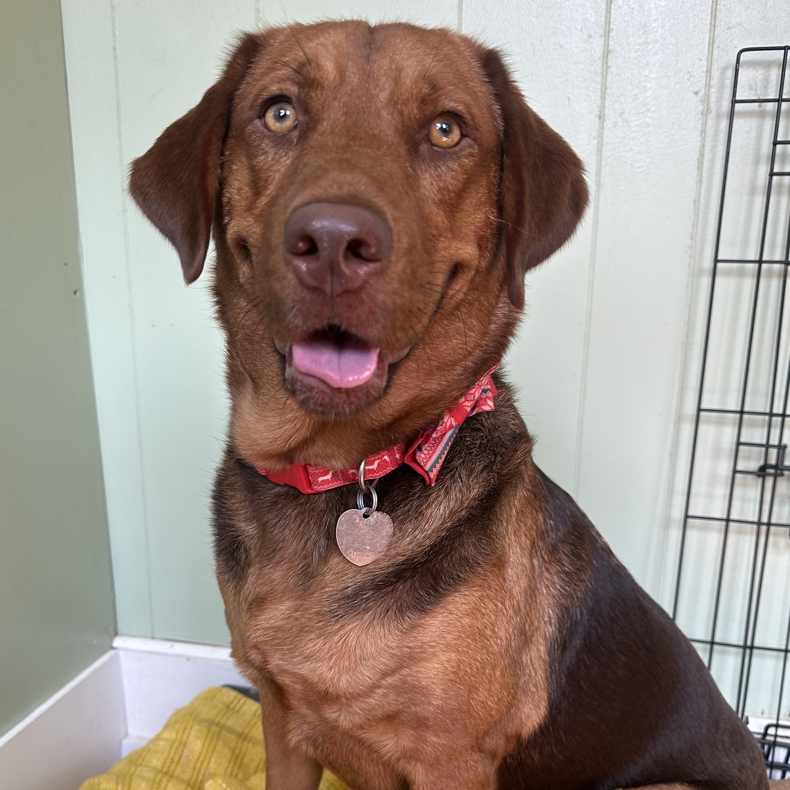 Enlarge Jasmine, a Adopted mixed breed in Accord, NY image 3/6